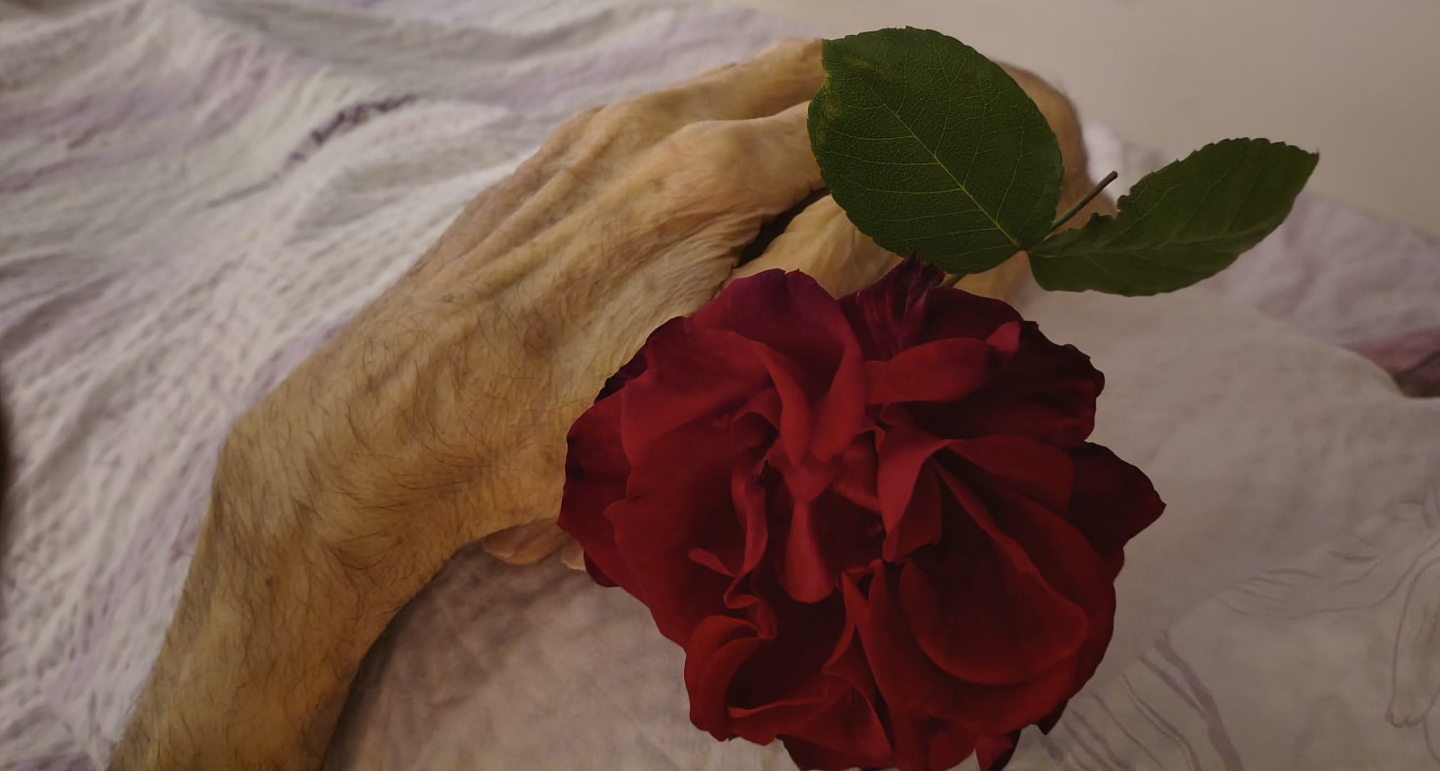 Hände meines Schwiegervaters